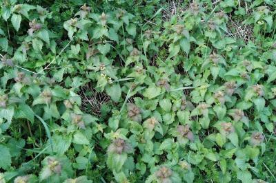 <i>Lamium album</i>