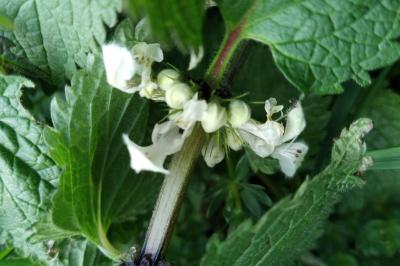 <i>Lamium album</i>