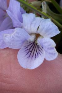 <i>Viola palustris</i>