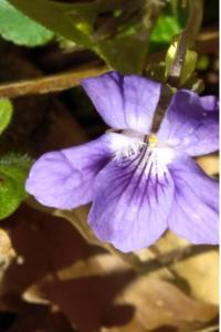 <i>Viola riviniana</i>