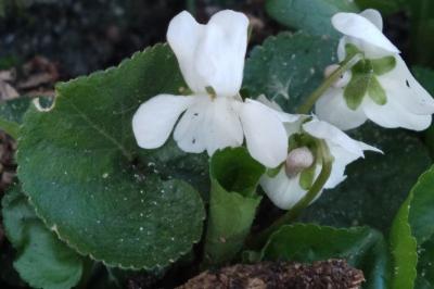 <i>Viola odorata</i>