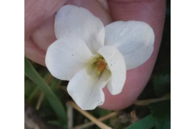 <i>Viola odorata</i>