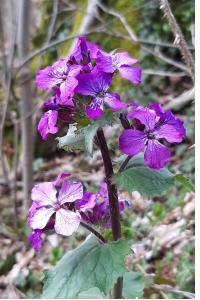 <i>Lunaria annua</i>