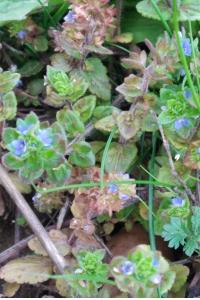 <i>Veronica arvensis</i>