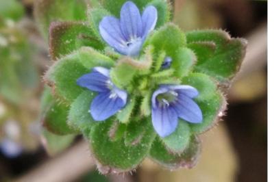 <i>Veronica arvensis</i>