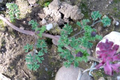 <i>Fumaria officinalis</i>