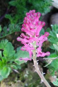 <i>Fumaria officinalis</i>