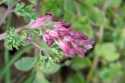 <i>Fumaria officinalis</i>
