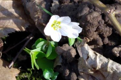 <i>Oxalis acetosella</i>