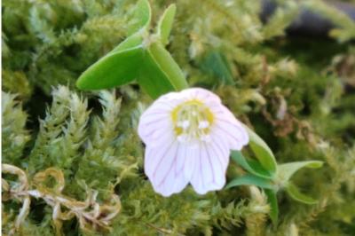 <i>Oxalis acetosella</i>