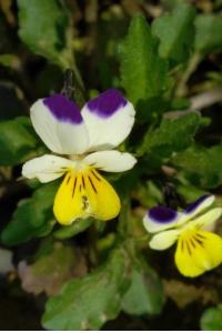 <i>Viola arvensis</i>