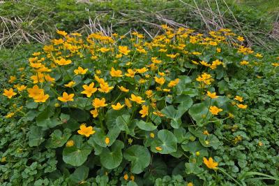 <i>Caltha palustris</i>