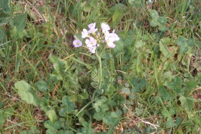 <i>Cardamine pratensis</i>