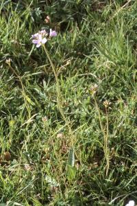 <i>Cardamine pratensis</i>