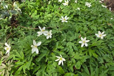 Anemone nemorosa
