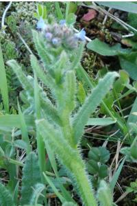 <i>Lycopsis arvensis</i>