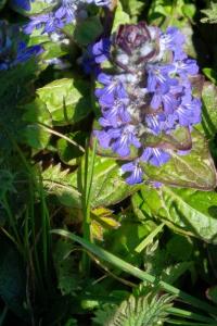 <i>Ajuga reptans</i>