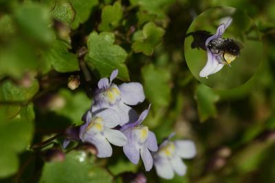 <i>Cymbalaria muralis</i>
