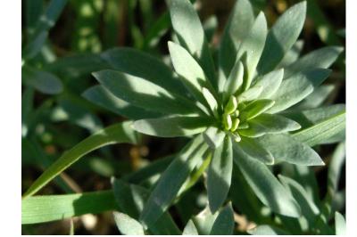 <i>Linaria purpurea</i>