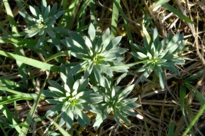 <i>Linaria purpurea</i>