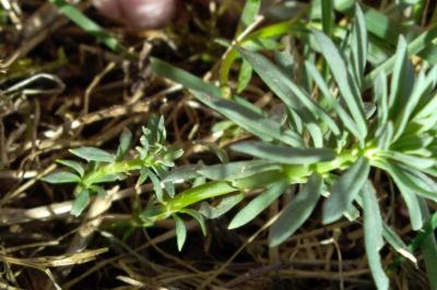 <i>Linaria purpurea</i>
