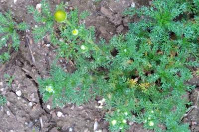 <i>Matricaria discoidea</i>