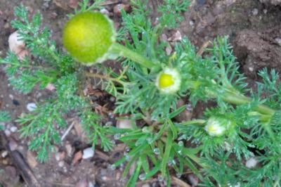 <i>Matricaria discoidea</i>