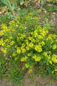 <i>Barbarea vulgaris</i>