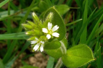 <i>Cerastium glomeratum</i>