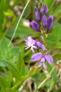 <i>Polygala vulgaris</i>