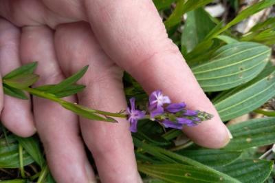 <i>Polygala vulgaris</i>