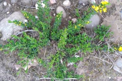 <i>Genista pilosa</i>