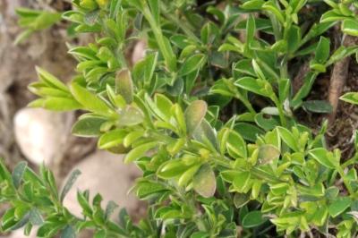<i>Genista pilosa</i>