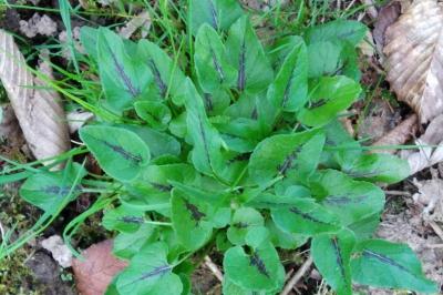 <i>Phyteuma spicatum</i>