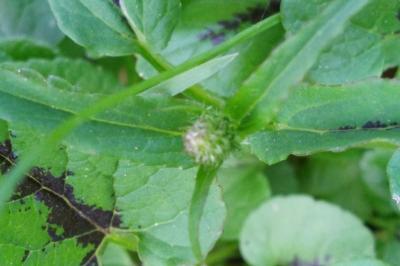 <i>Phyteuma spicatum</i>