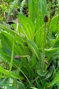 <i>Plantago lanceolata</i>