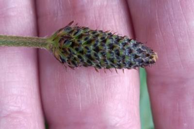 <i>Plantago lanceolata</i>