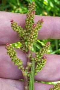 <i>Rumex acetosa</i>