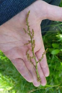 <i>Rumex acetosa</i>