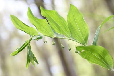 <i>Polygonatum multiflorum</i>