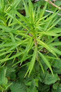 <i>Chamaenerion angustifolium</i>