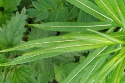 <i>Chamaenerion angustifolium</i>