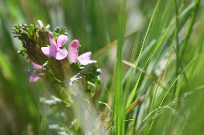 <i>Pedicularis sylvatica</i>