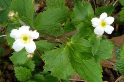 <i>Ranunculus aconitifolius</i>