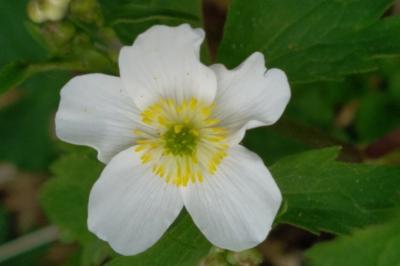 <i>Ranunculus aconitifolius</i>