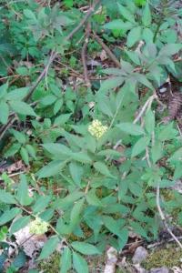 <i>Sambucus racemosa</i>