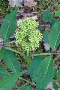 <i>Sambucus racemosa</i>