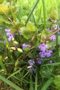 <i>Glechoma hederacea</i>