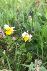<i>Viola arvensis</i>