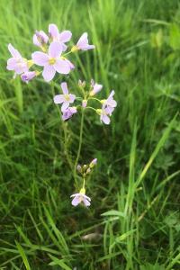 <i>Cardamine pratensis</i>